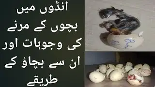 Dead in shell eggs | Andon main bachoon k marny ki wajoohaat or bachao k treeqy | Chick Molarity |