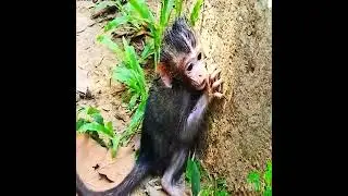 #newvideobabymonkeys