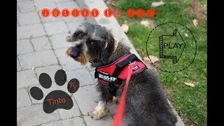 Julius-K9&reg;, nuestro arn&eacute;s de confianza