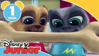 Hvalpevenner | ♫ Introsang - Disney Junior Danmark