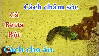Cách cho ăn và chăm sóc cá Betta Bột cho các Bạn mới tập ép Cá | how to take care of betta fish