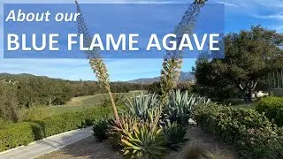 BLUE FLAME AGAVE Facts, Flowers, Identification, Care, Maintenance, Propagation. Foxtail & Shaw's