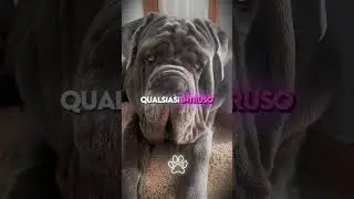 🐶 Le 3 Razze di Cani Pi&ugrave; Protettive al Mondo 🔥