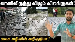 மழையாகக் கொட்டும் உயிரினங்கள்! | மீன் மழை பெய்தது எப்படி? |  Real reason for fish rain
