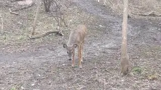 Deer @ Kilally Valley Park