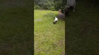 Farm Dog Is Always The Chicken Coop Peacekeeper
