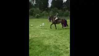 Lady Skelton show handy hunter