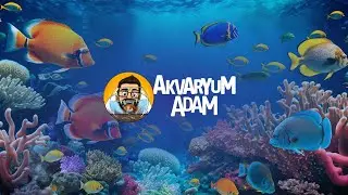 ENDONEZYA AKVARYUM BALIKÇILIĞI 🐠 BALIK BALIK BALIK…