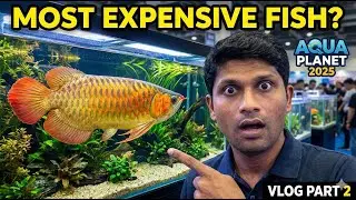 Most EXPENSIVE & RARE Fish in Sri Lanka? 🐠 Aqua Planet 2025 Showcase