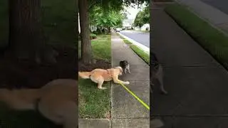 Cat Fails at Running Up Tree After Seeing Dog