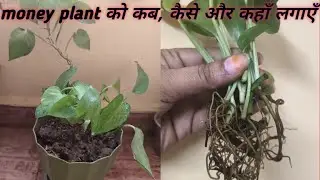 Money plant को कब और कैसे लगाएं इसे घर में किस दिशा में रखें ताकि सब शुभ रहे l