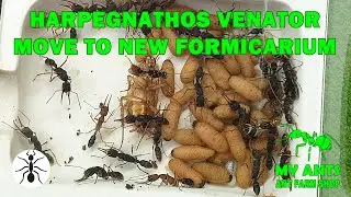 The Harpegnathos venator colony moves from Mini Formicaria to the spacious Double House