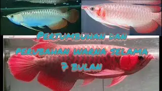 Pertumbuhan dan perubahan warna | Arwana super red | selama 7 bulan