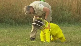 Meet Maple | Retired police K9 is busy as a bee with important new career