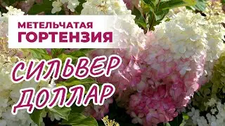 Гортензия Сильвер Доллар: описание сорта