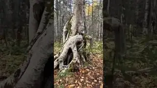 Strange tree #tree #plants #nature #woman