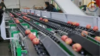 Automatic Four Lanes Fruits Weight Sorting Machine Industrial High Speed Apples Grading Equipment