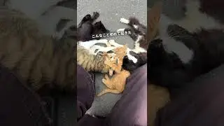 【宮城旅】2泊3日の猫島旅行の最終日に、最高の思い出ができてしまった件について&hellip;【田代島】