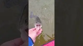 Post Freza Black Bass #fishing #pesca #alcantara #blackbass