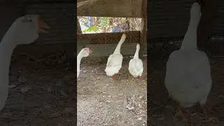 #whitegoose #duck #birds #goose #animals #greaterwhitefrontedgoose