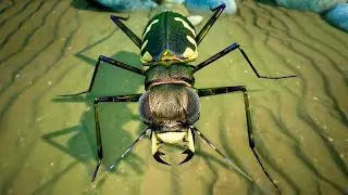 Cicindela hybrida, the Northern Dune Tiger Beetle