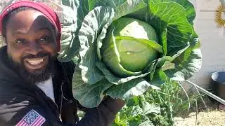 Harvesting the MONSTER 7.2 lb aquaponic cabbage!!
