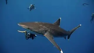 French Polynesia - Above and Below the Surface