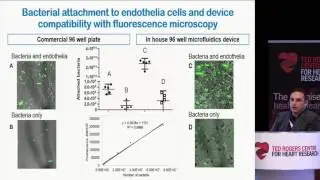 Microfluidics for the discovery of small molecule inhibitors of bacterial endocarditis