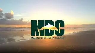 DISCOVER AMAZING :: Marine Discovery Center