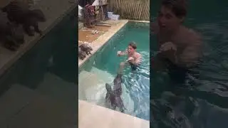 Otters fight over pool dominance #otter #shorts #animals