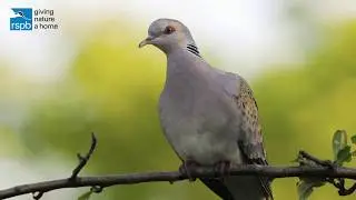Don&rsquo;t let turtle doves fade away...