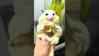 A plump girl eating a cheese silkworm, too cute to explode