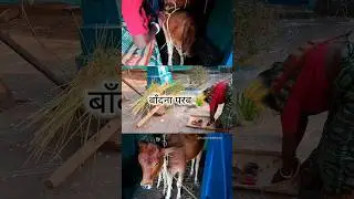 BANDNA PARAB ✨️🌾 | #kurmisamaj #youtubeshorts | @PushpanjaliMahato |