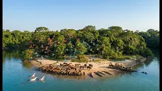 Relaxing Walk in the Amazon: Dolphins, Capybaras & Jungle Life (Pure Nature Sounds | 4K).Part.2
