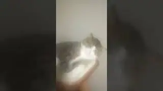 my cats at 3x speed [flash warning]