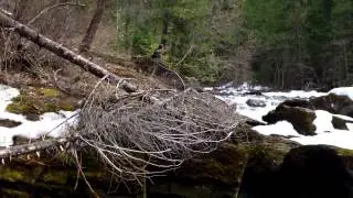 Northeast Washington gold bearing creek