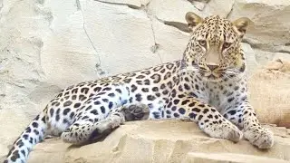 Persischer Leopard  Persian Leopard