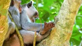 Pity & compassion for both orphaned monkeys, Jonna & Jazzy, as they lovingly care for newborn Jiva 🥹