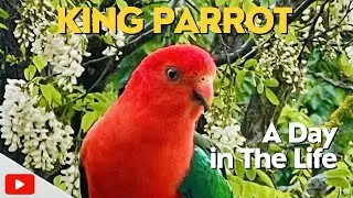 KING PARROT CALL| Discover a Day in the Life! #birds #parrot #birdsounds