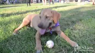 Puppy SpookTacular on Landis Green