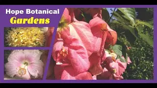 Explore the Hope Botanical Gardens In Jamaica I Nature documentary