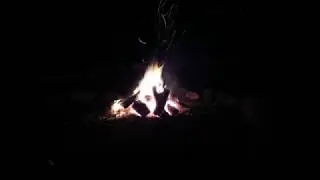 Camp Koala Website Video