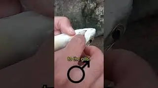 Tongue eating parasite 😱😱