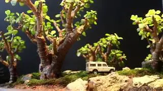 Bonsai Tree Growing Under LED Grow Light | Soltech Solutions