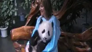 Holding a Baby Giant Panda in Sichuan China
