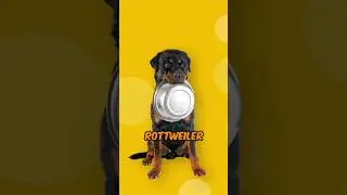 5 продуктов, которые любят есть ротвейлеры #rottweiler #rottweilerworld #rott