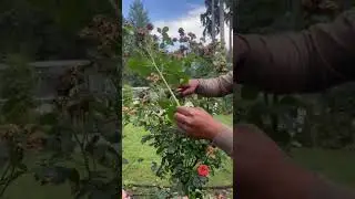 C&oacute;mo podar rosas correctamente