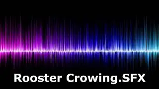 Rooster Crowing SFX - Royalty Free Sound Effect