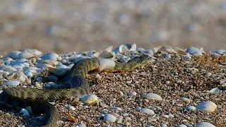 Водяной уж (Natrix tessellata) - Dice snake | Film Studio Aves