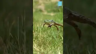 Incredible Frog Jump! 🐸#shorts